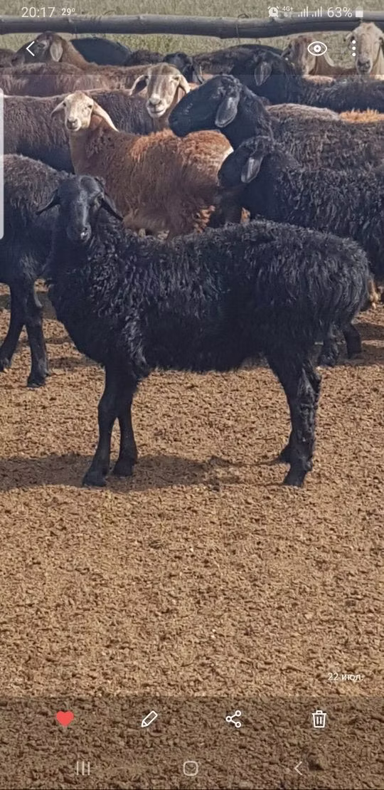 Edilbay sheep