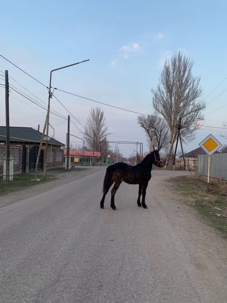 Friesian