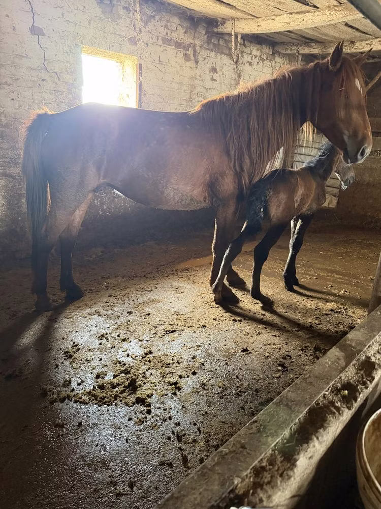 Kazakh horse