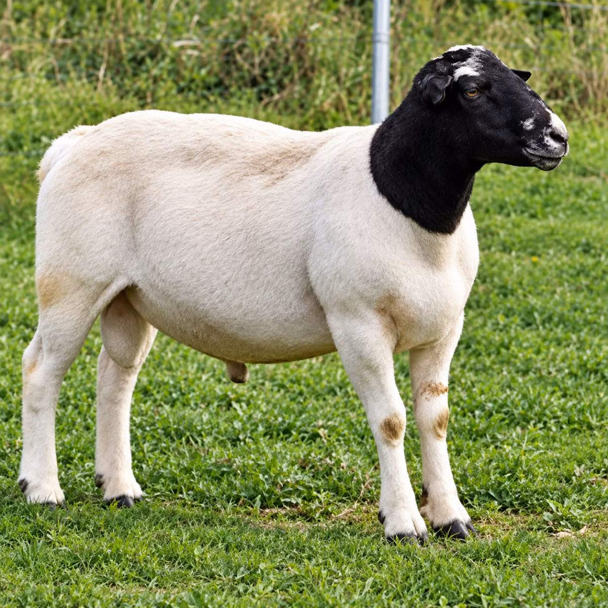 Beltex sheep