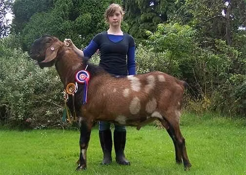 Nubian Goat