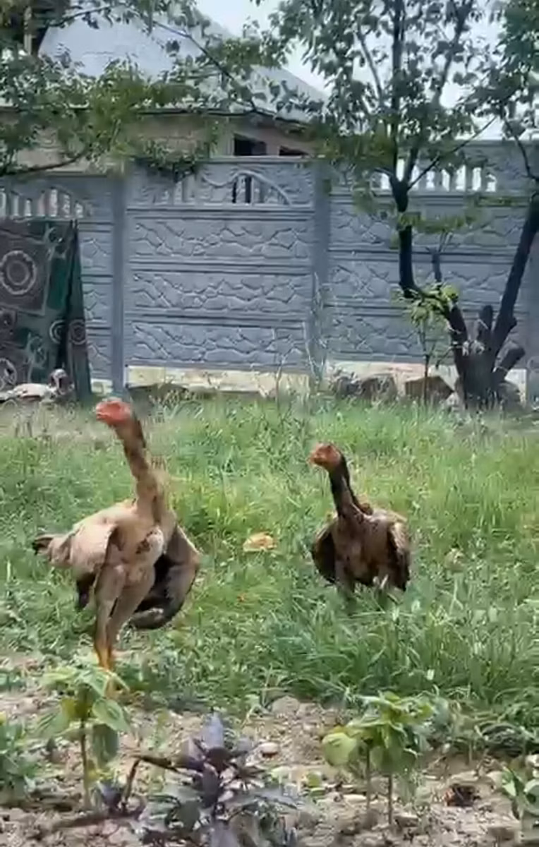 Ajam cemani
