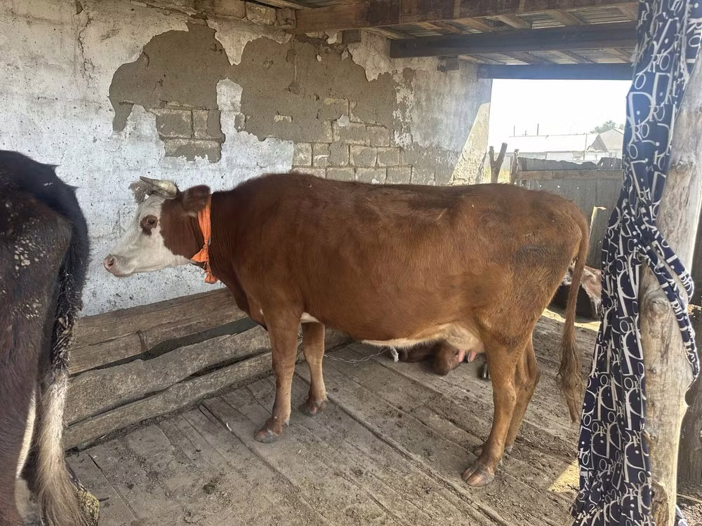 Latvian Blue cattle