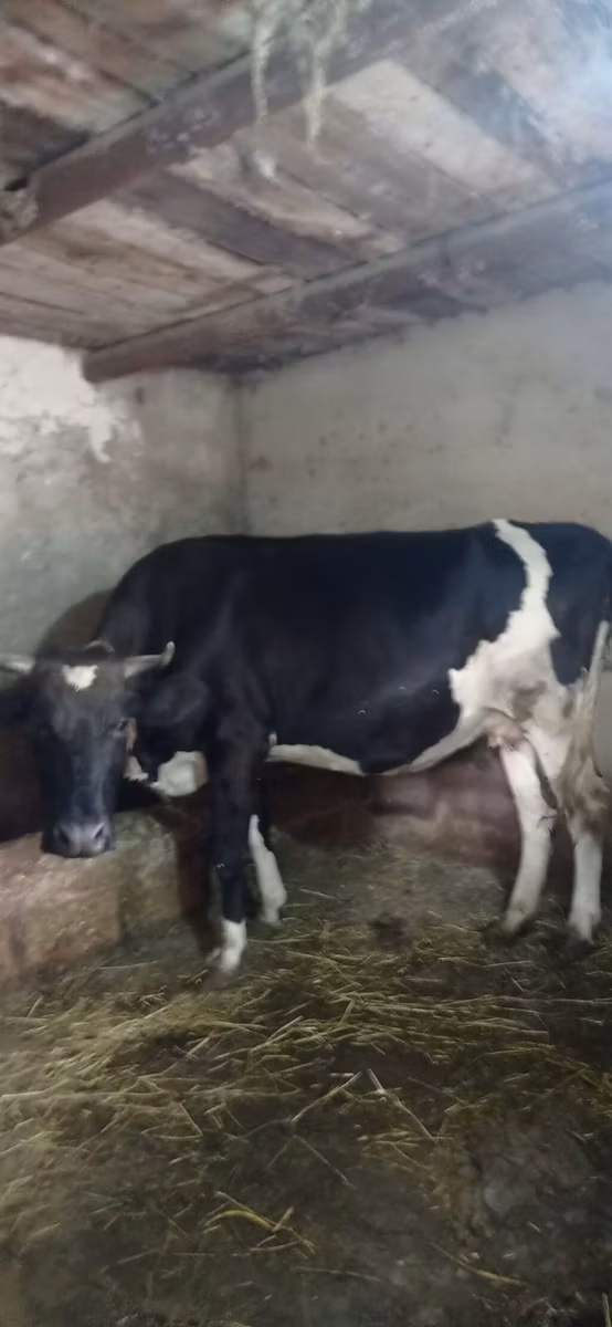 Russian Black pied cattle