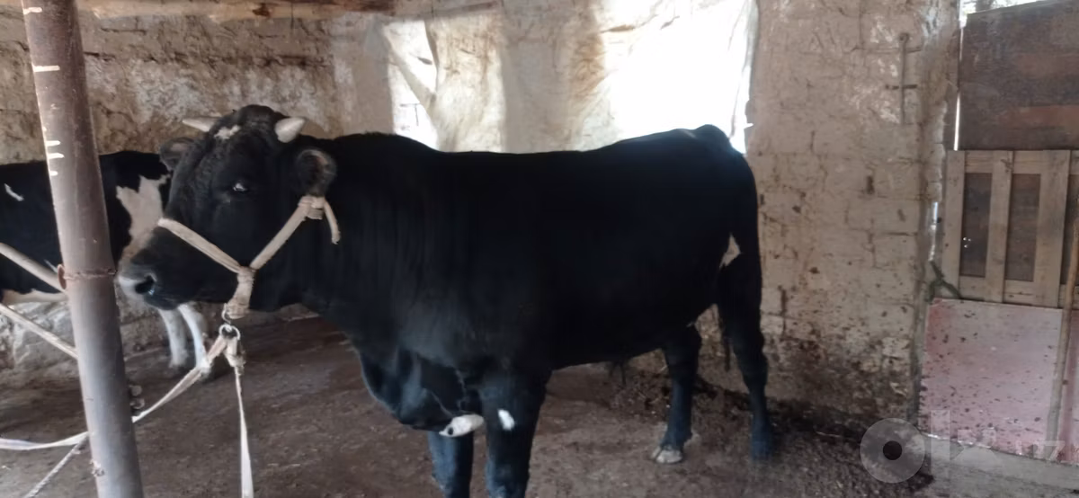Aberdeen-Angus