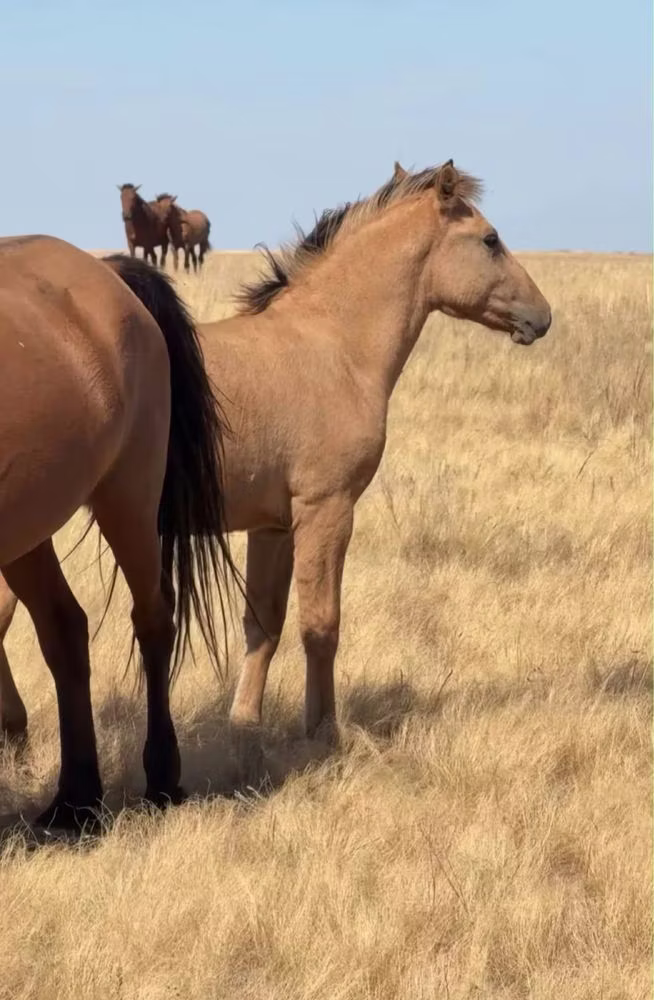 Kazakh horse