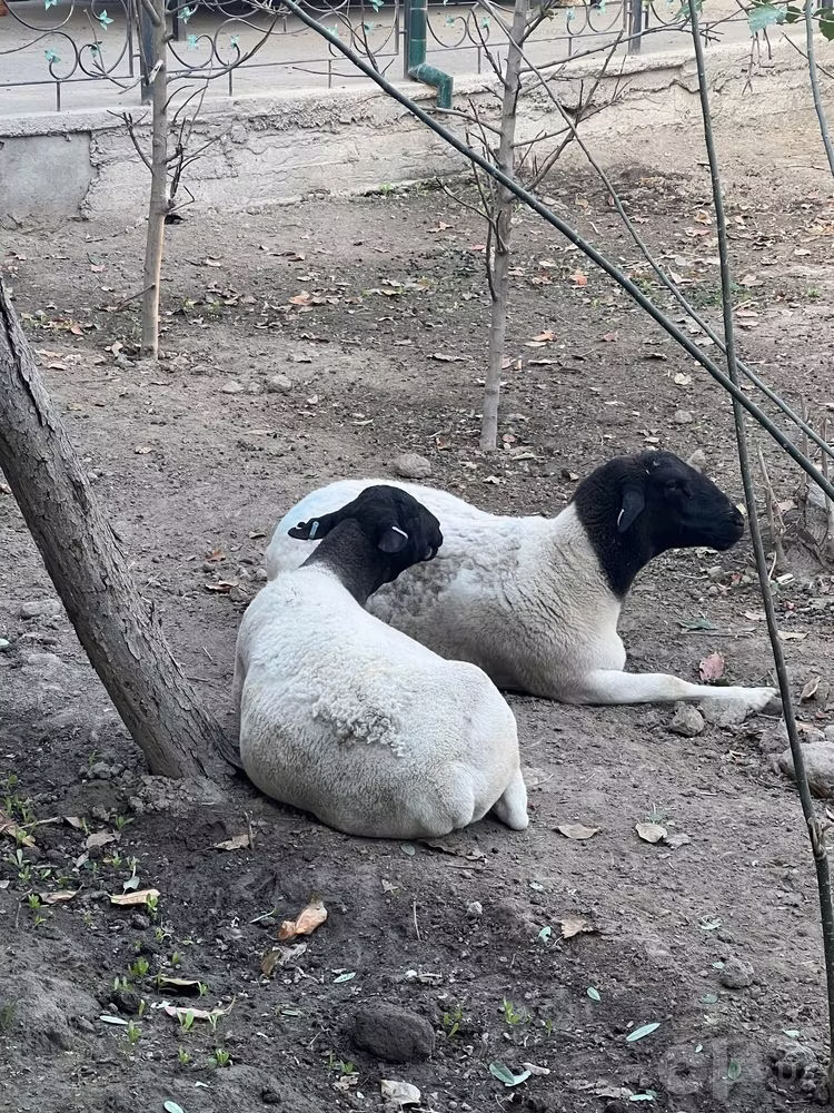 Dorper sheep