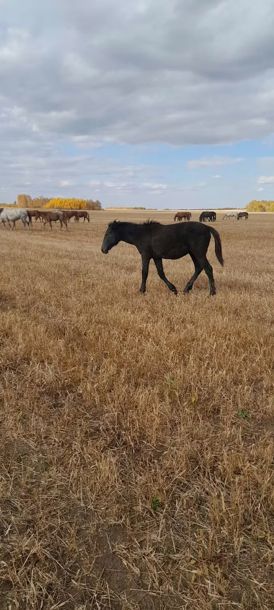 Kazakh horse