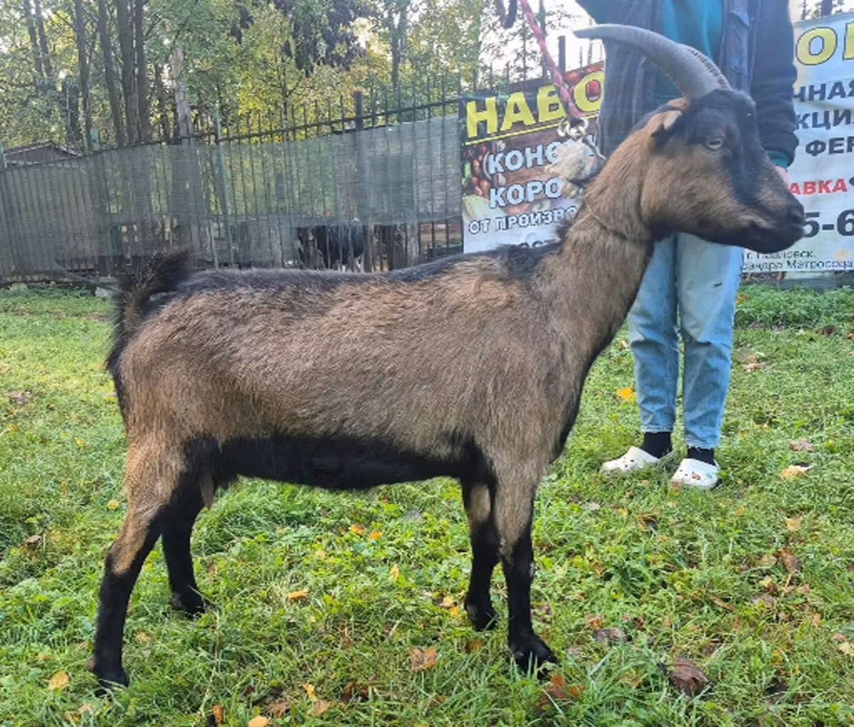 Alpine goat