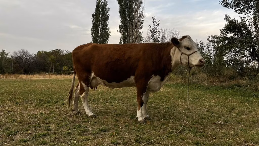 Simmental cattle
