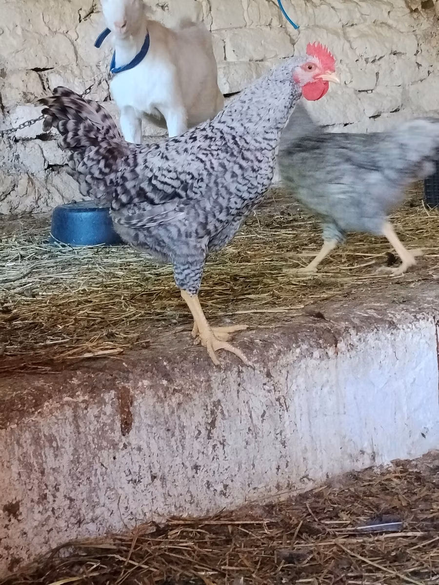 Slovenian Barred Hen