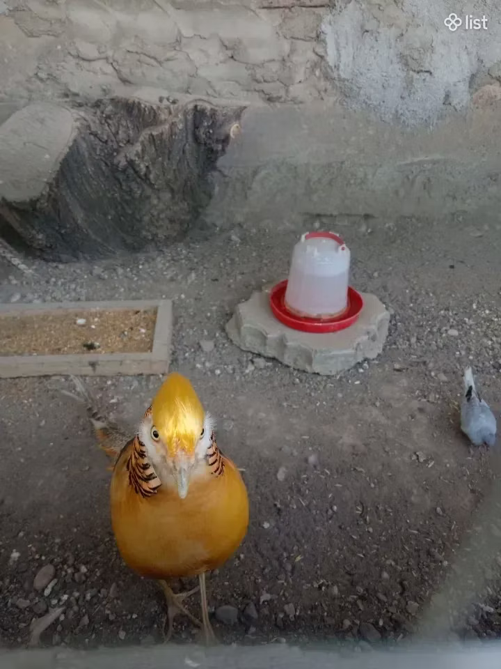 Qızıl İtalyan