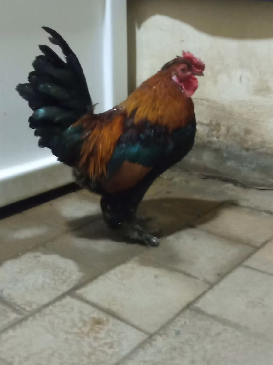 Jakido