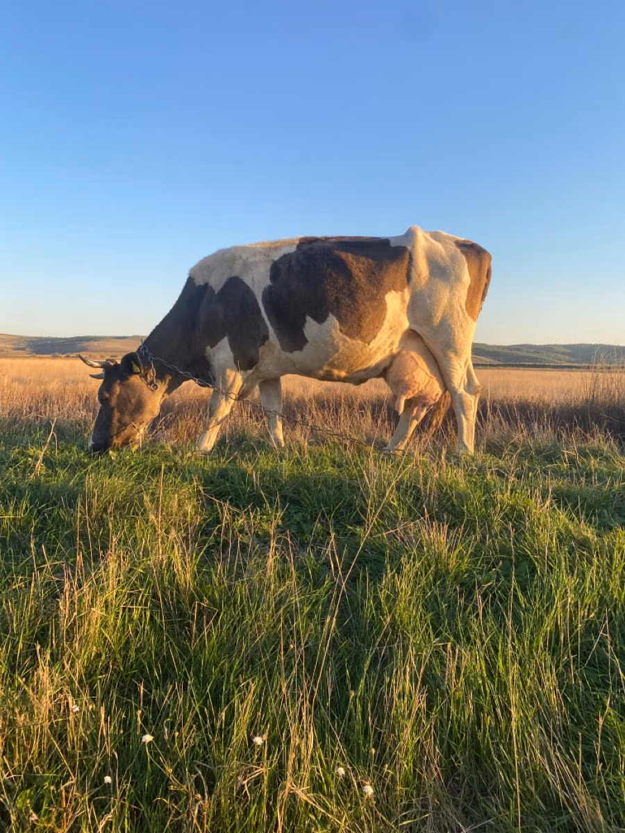 Simmental cattle