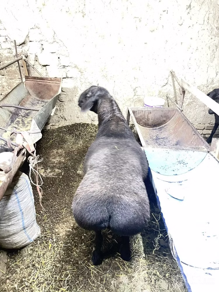 Hissar sheep
