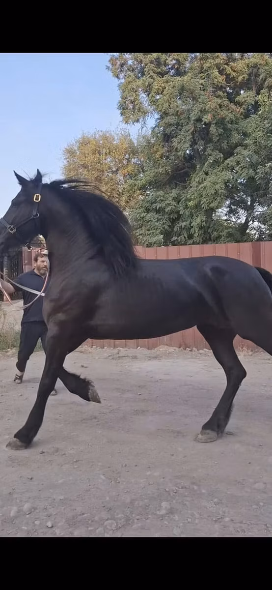 Friesian