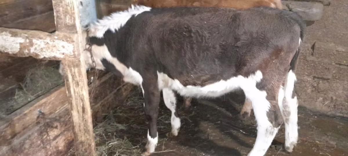 Simmental cattle
