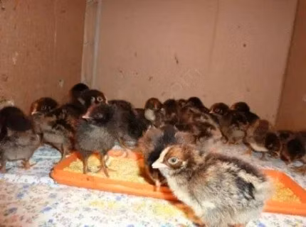 Barnevelder