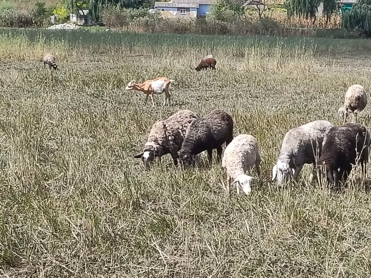 Romanov sheep
