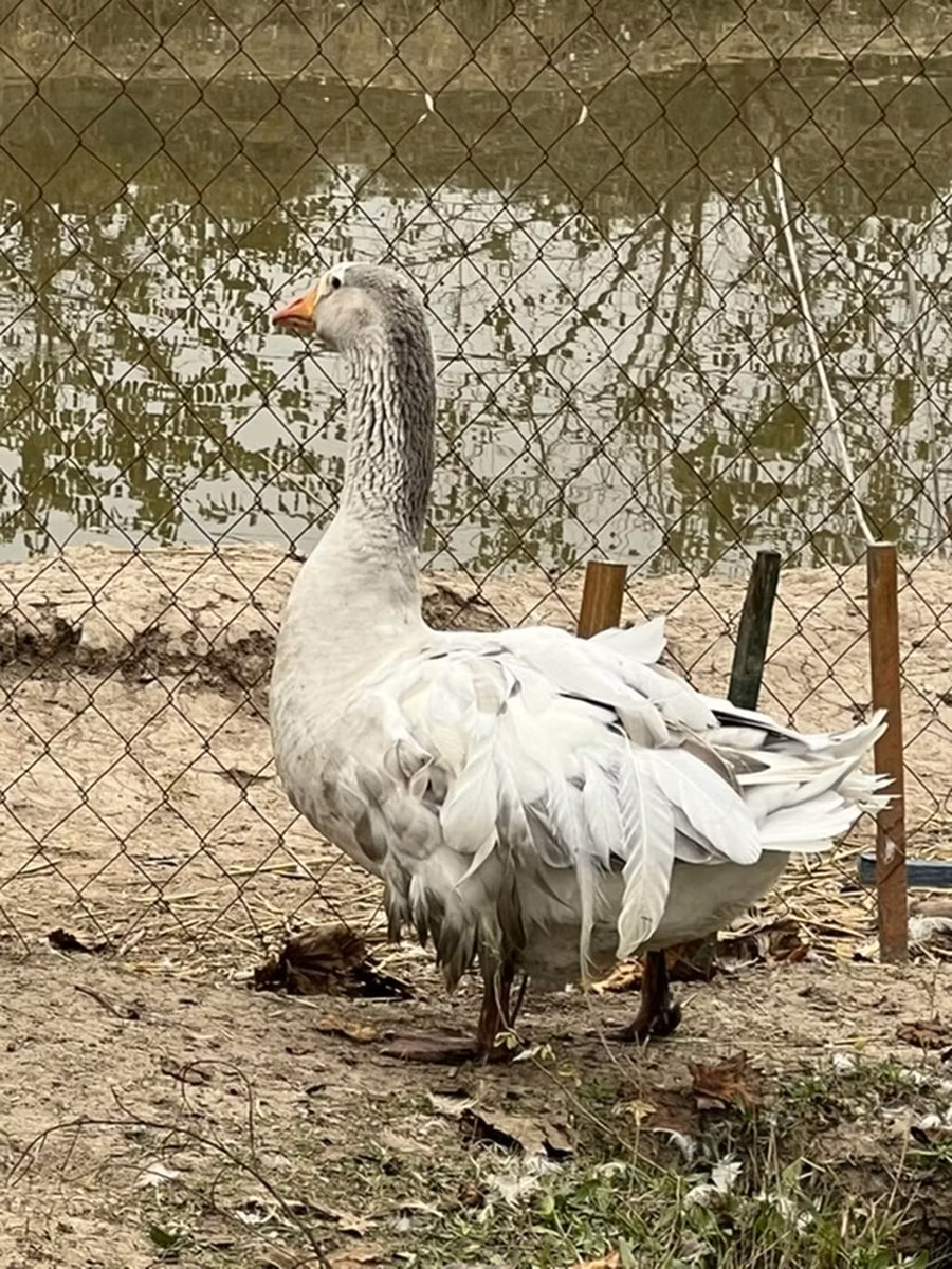 Američki buf