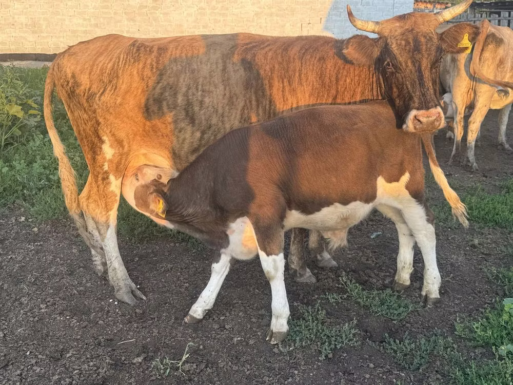 Simmental cattle