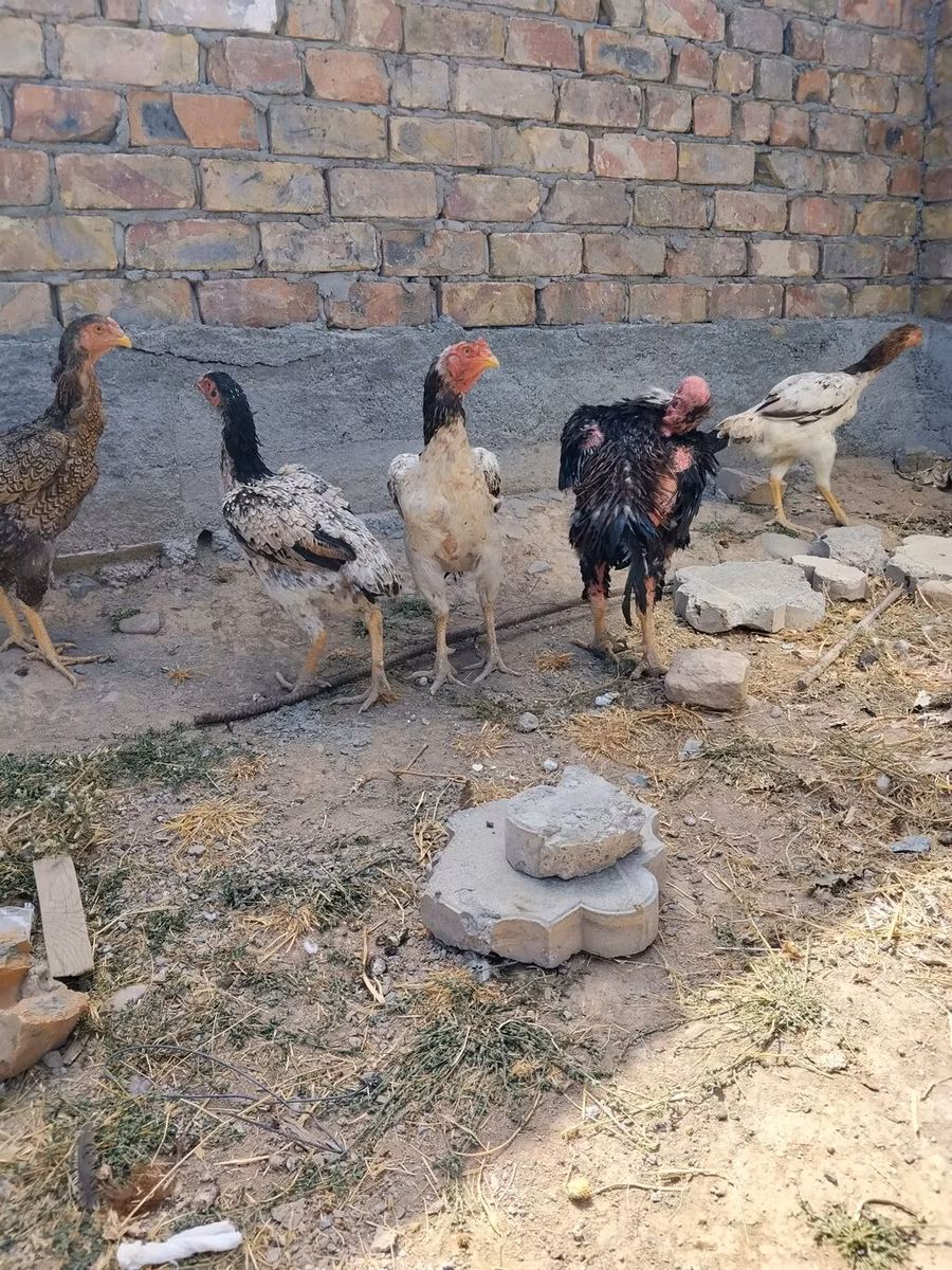 Ajam cemani