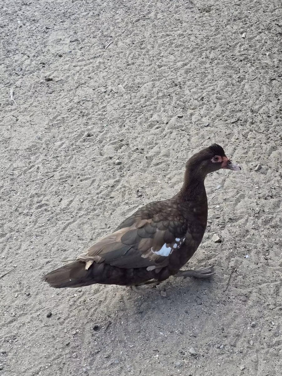 domaća muskovska patka
