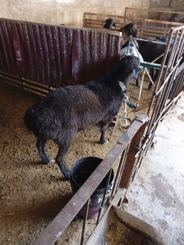 Hissar sheep
