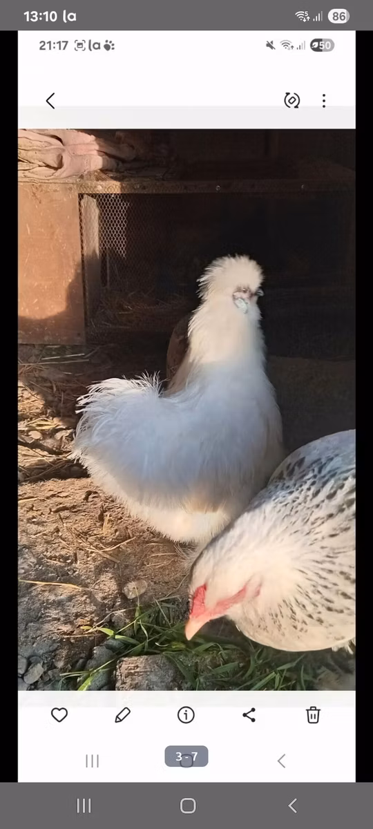 Svilenka