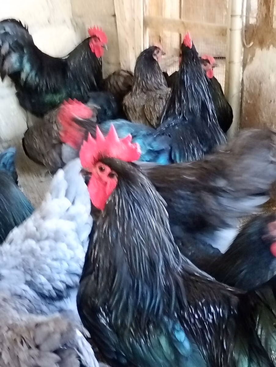 Australijska pit borbena kokoš
