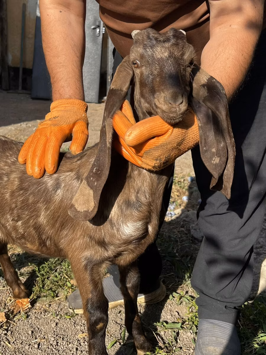 Kamori goats