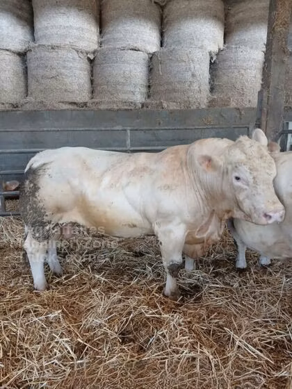 Charolais cattle
