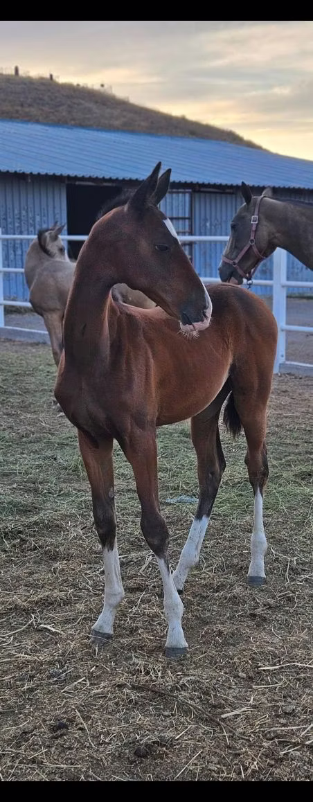 Akhal-Teke