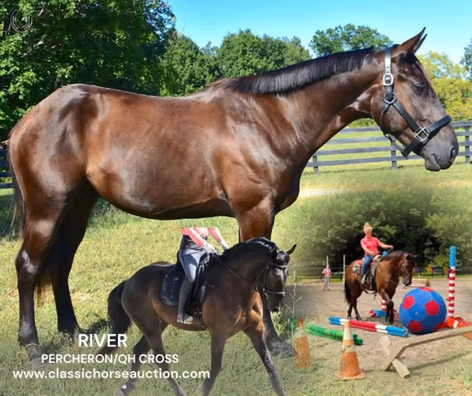 Percheron