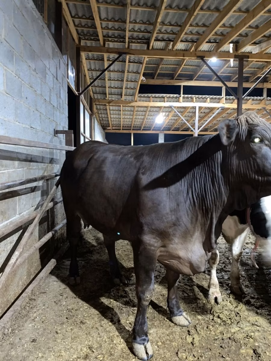 Brahman