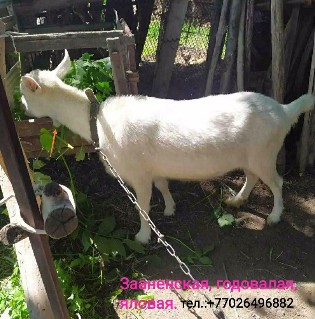 Saanen goat