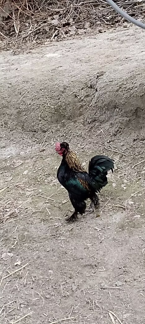 Japanski bantam