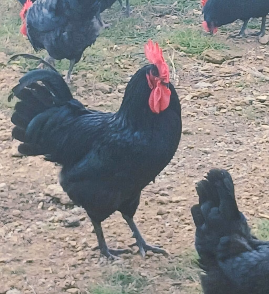 Australorp