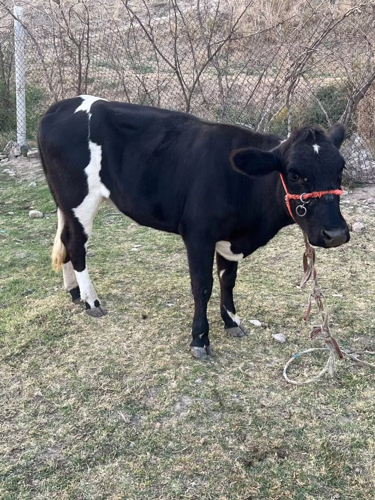 Latvian Blue cattle