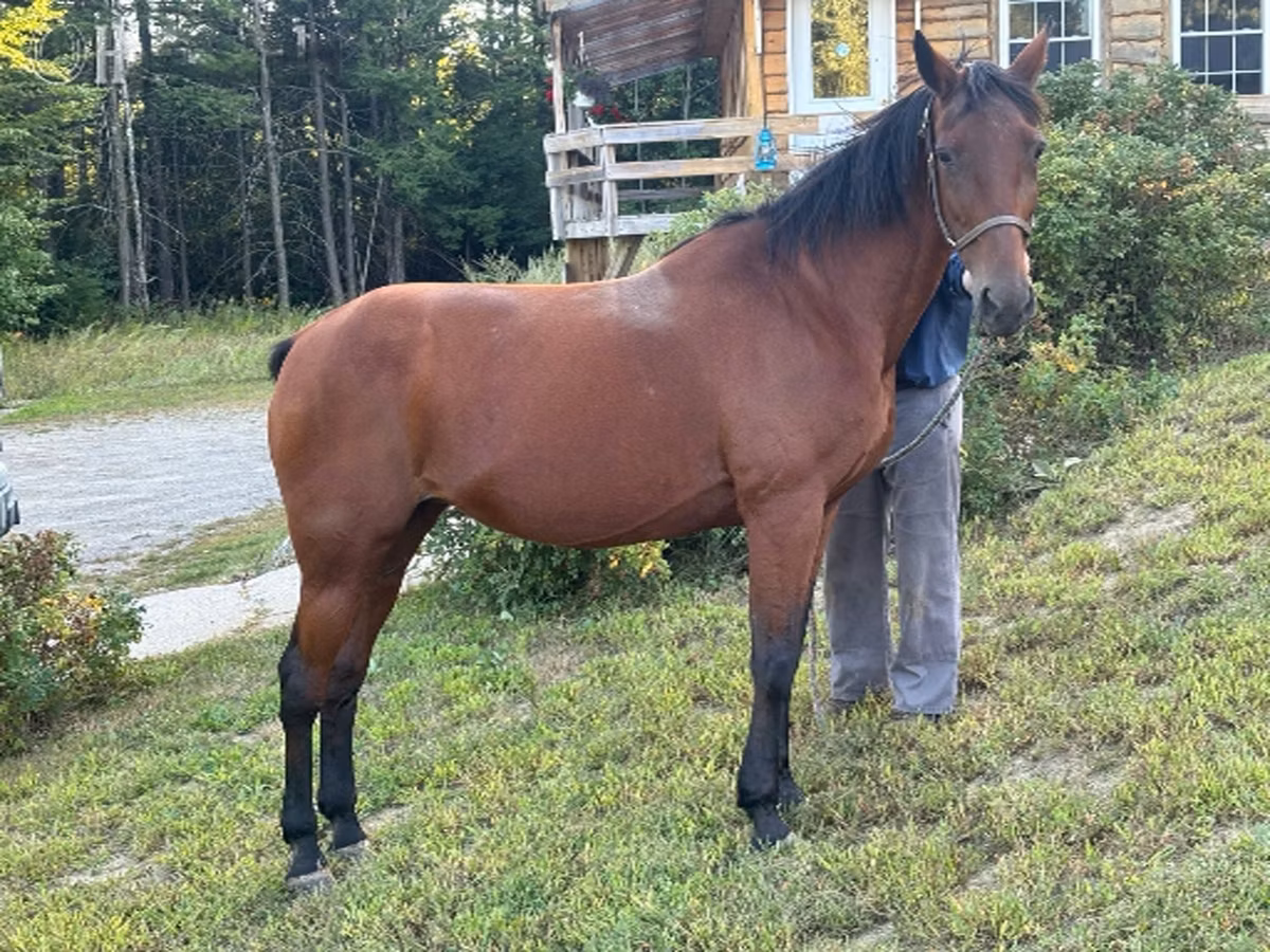 Standardbred
