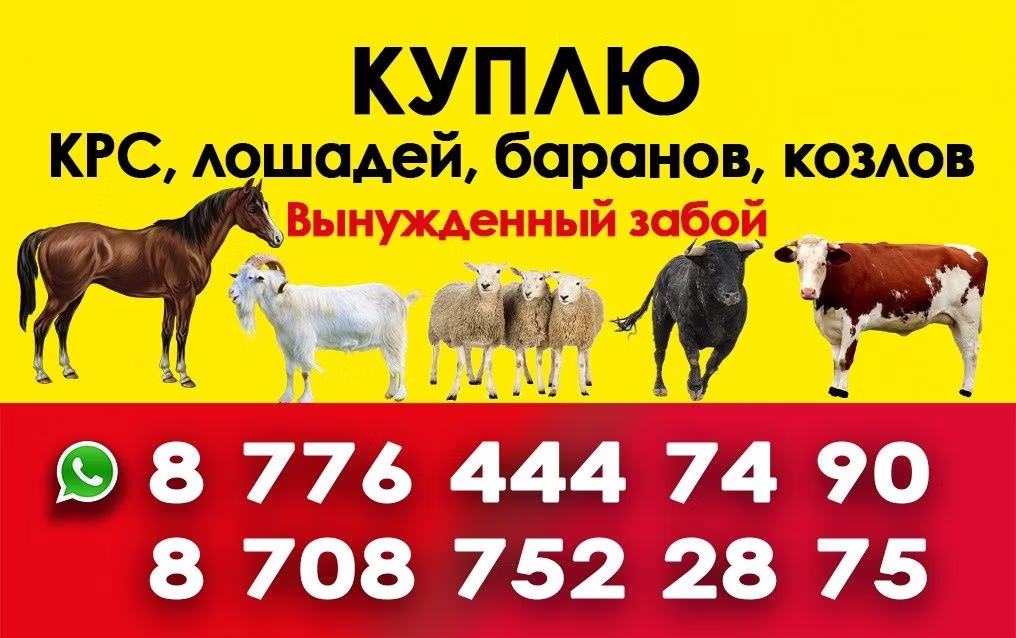 Horse breed