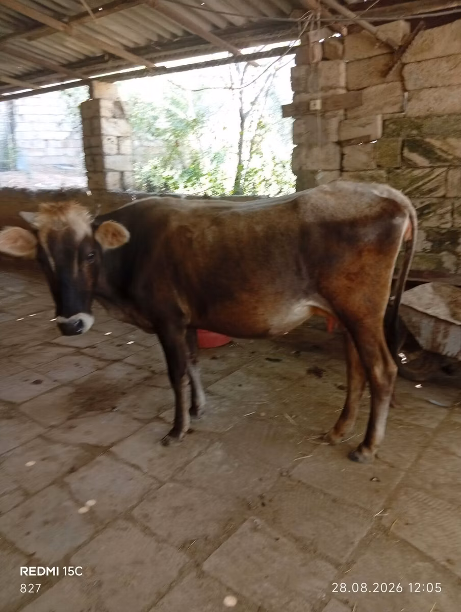 Azerbejdžanski zebu