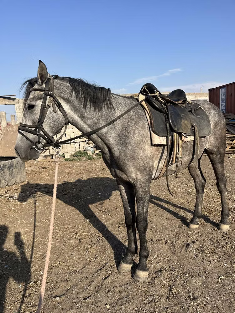 Orlov Trotter