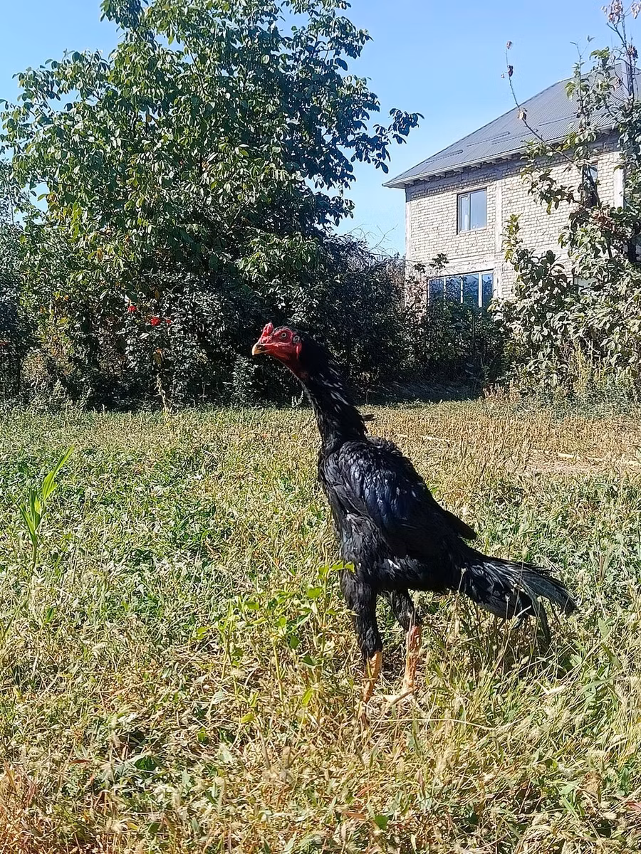 Šamo kokoši