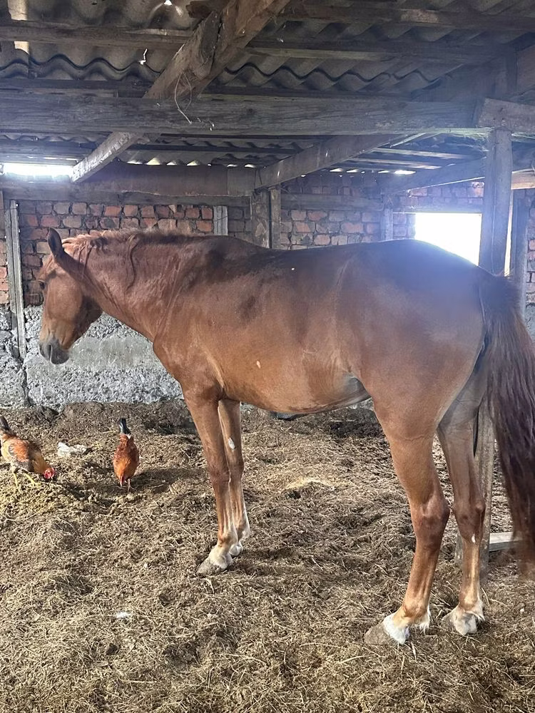 Kazakh horse