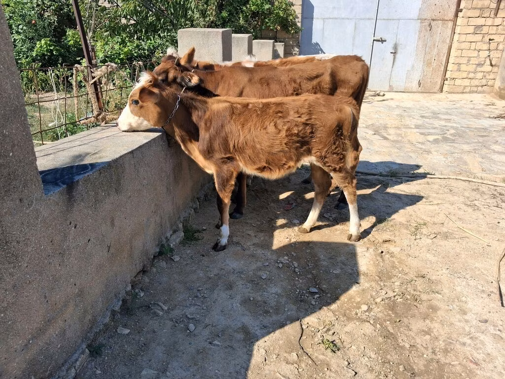Crveno-šarena rasa