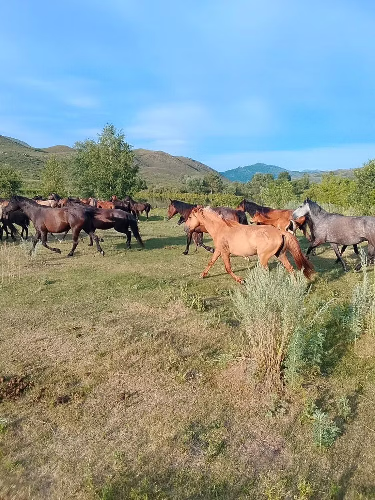 North Swedish horse