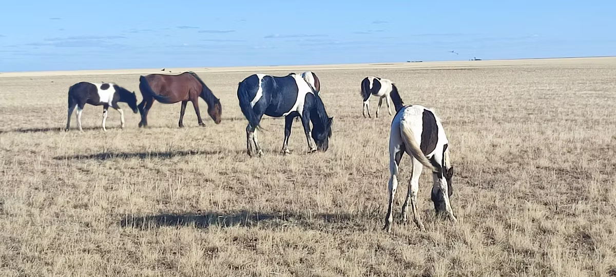 Horse breed