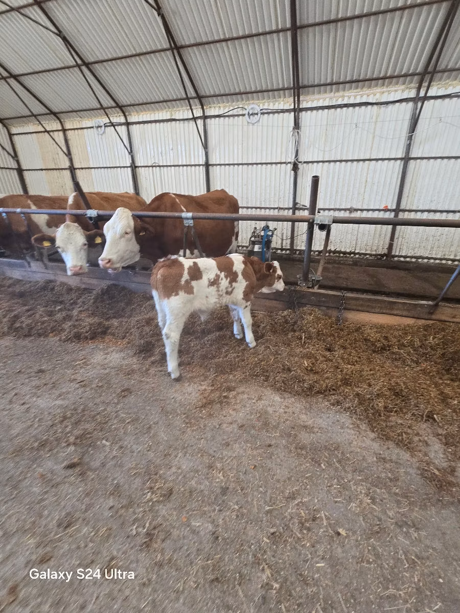 Simmental cattle