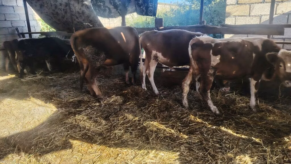 Simmental cattle